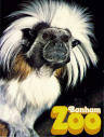 Banham Zoo Guide 1984 - Cotton-Top Tamarin